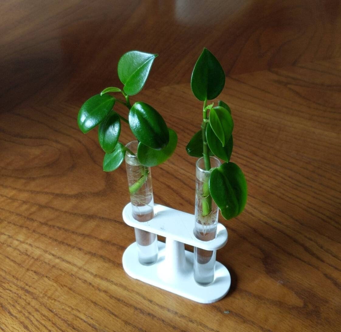 Test-tube Propogation Station